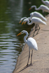 Obraz premium Great Egrets Standing by the Lake