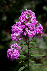 Fototapeta premium Purple Flower