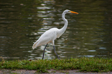 Naklejka premium Great Egret Standing by the Lake