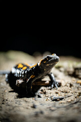 Fire salamander (Salamandra salamandra) in a forest at night