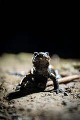 Fire salamander (Salamandra salamandra) in a forest at night