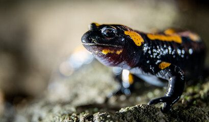Fire salamander (Salamandra salamandra) in a forest at night, close-up