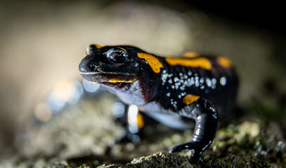 Fire salamander (Salamandra salamandra) in a forest at night, close-up