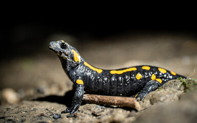 Fire salamander (Salamandra salamandra) in a forest at night
