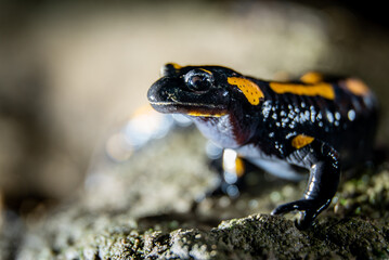 Fire salamander (Salamandra salamandra) in a forest at night, close-up