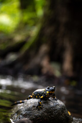 Fire salamander (Salamandra salamandra) in a forest, close-up