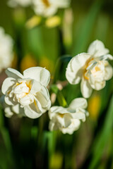 spring flowers in the garden