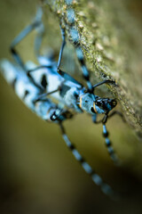Rosalia longicorns (Rosalia alpina) mating on a log, close-up
