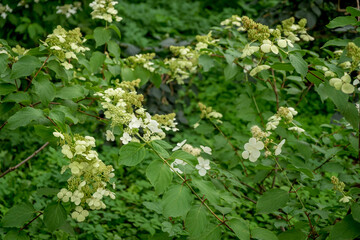 nice hydrangea in the garden