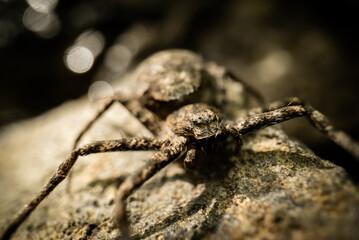 A species of philodromid crab spider (Philodromidae) on a stone on a forest stream, waiting in ambush, macro close-up