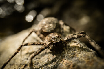 A species of philodromid crab spider (Philodromidae) on a stone on a forest stream, waiting in ambush, macro close-up