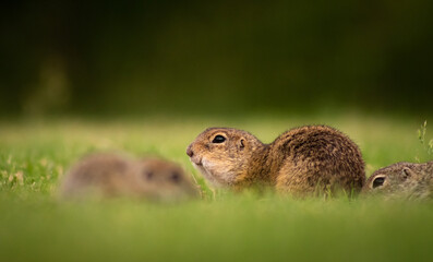 Naklejka na ściany i meble European ground squirrel (Spermophilus citellus) family on a green meadow, eating