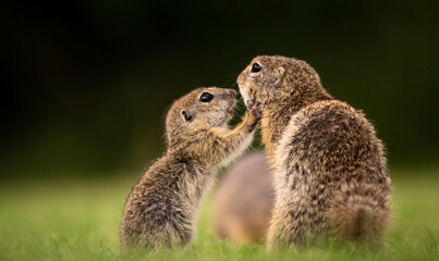 Naklejka na ściany i meble Young European ground squirrel (Spermophilus citellus) and its mother on a green meadow