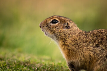 Naklejka na ściany i meble European ground squirrel (Spermophilus citellus) on a green meadow, close-up