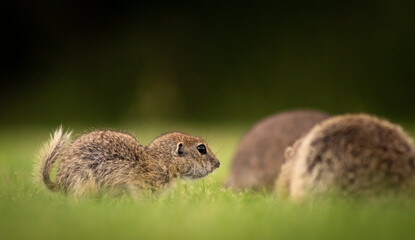 Young European ground squirrel (Spermophilus citellus) on a green meadow