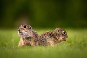 European ground squirrels (Spermophilus citellus) on a green meadow, eating