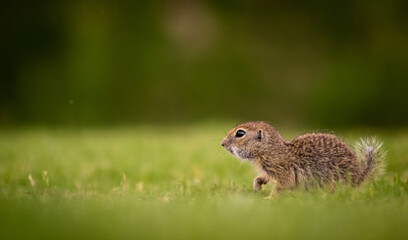 Naklejka na ściany i meble Young European ground squirrel (Spermophilus citellus) on a green meadow