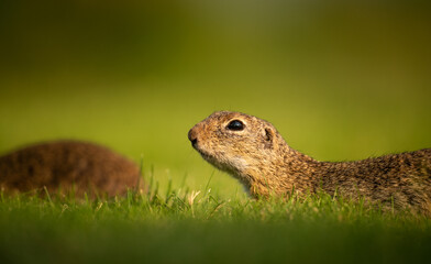 Naklejka na ściany i meble Beautiful shot of a European ground squirrel (Spermophilus citellus) on a green meadow