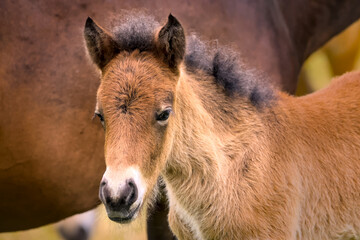 Cute portrait of a brown Icelandic Horse foal
