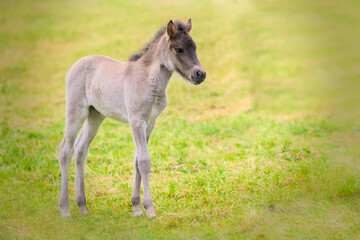 A very cute and awesome dun colored icelandic horse foal in the meadow