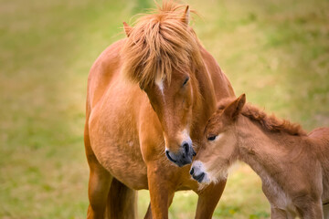 
a chestnut brown mare of an Icelandic Horse with it`s lovely foal in the meadow