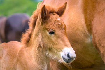 
a chestnut brown mare of an Icelandic Horse with it`s lovely foal in the meadow