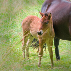 
a portrait of a beautiful brown mare of an Icelandic Horse near to her cute small brown foal