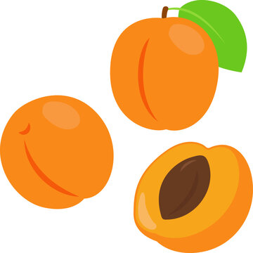 アプリコット あんず （apricot）