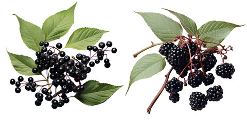 Elderberries with natural elements on a transparent background - obrazy, fototapety, plakaty