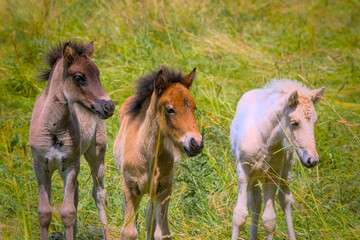 three lovely icelandic foals are playing together