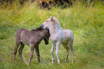 Fototapeta premium A dark and a white foal of Icelandic horses are playing together in the meadow