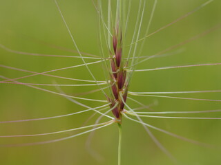 Medusa Head (Taeniatherum caput-medusae)