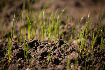 Agricultural field. Young plant of wheat or cereal crop, close-up.