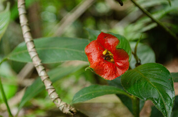 Flor roja en el bosque