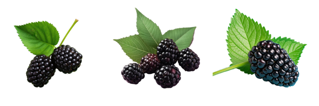 Blackberry isolated on transparent background with leaf