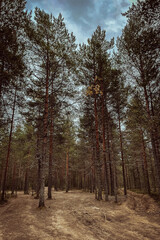 Pine forest in Karelia. Forest peace. The scent of coniferous trees. Pacification.