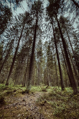 Swampy Karelian pine forest overgrown with moss. Fabulous fantastic forest. Vertical photo