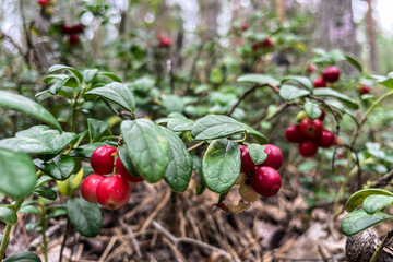 Lingonberry berries on a branch in a forest in a swamp.