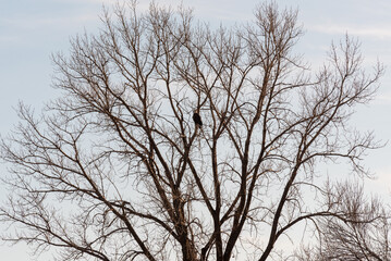 Fototapeta na wymiar A Bald Eagle Perched In A Tree At The 1000 Island Environmental Center In Kaukauna, Wisconsin, In December
