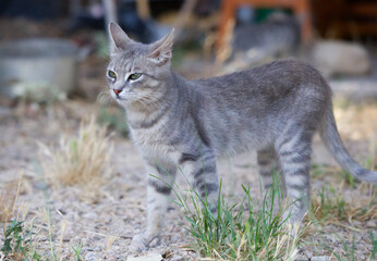 African Wildcat (Felis microfelis libyca), Nossob riverbed, gray wild cat in an abandoned backyard in Sardinia