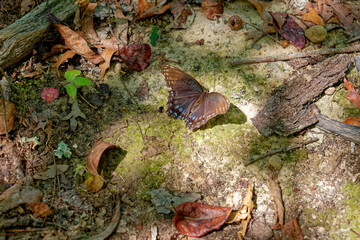 Red-spotted purple butterfly