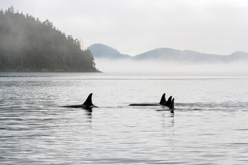Pod of four Orca (Orcinus orca) on whale watching tour, Telegraph Cove, Vancouver Island, British Columbia, Canada.