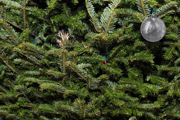 Cute kitten hiding in branches of a balsam fir aka silver pine Christmas Tree. Green holiday...