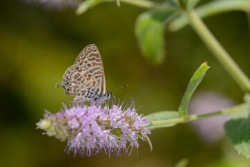 Butterfly feeding on a purple flower.