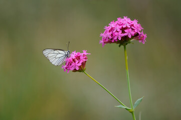 Butterfly feeding on a pink flower.