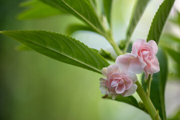 Pink impatiens balsamina flowers on natural background.