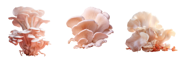 oyster mushroom against transparent background