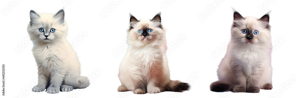 Sticker Kitten from Birma on a transparent background