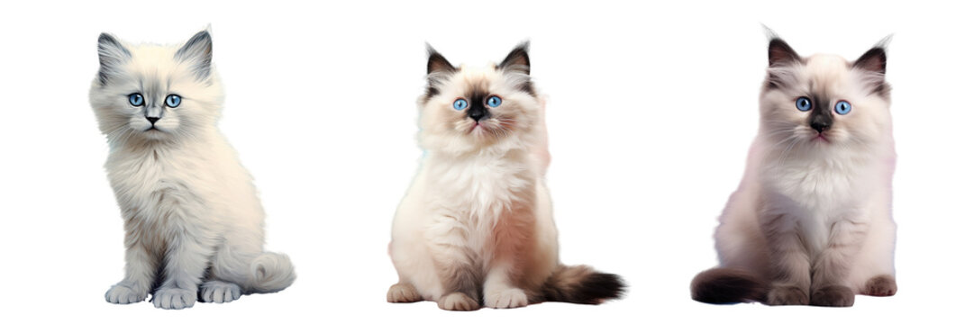 Kitten from Birma on a transparent background