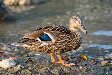 Mallard female duck on shore next to water with leaves on ground standing on dirty stones with blurred background
